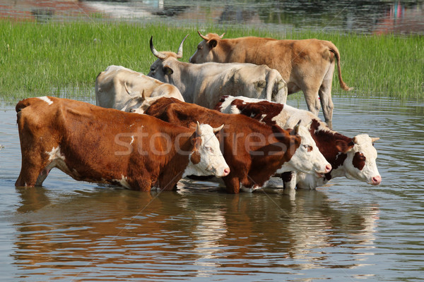 cows standing in water  Stock photo © goce