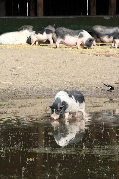 pig drink water farm scene Stock photo © goce