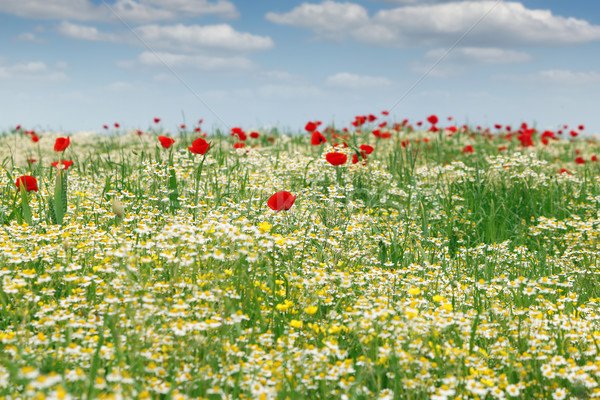 Fiori di campo campo panorama primavera natura estate Foto d'archivio © goce