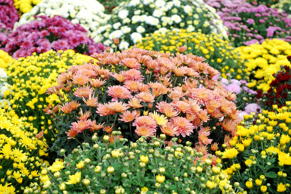 autumn colorful flower Stock photo © goce