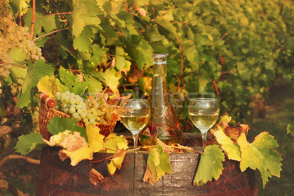 white wine and vineyard autumn season Stock photo © goce