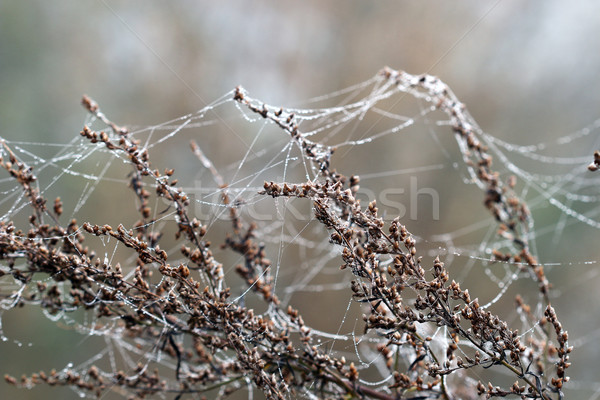 Ramură păianjen panza de paianjen roua picături natură Imagine de stoc © goce