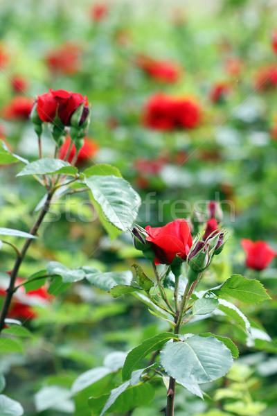 Roses rouges jardin de fleurs nature printemps feuille fond Photo stock © goce