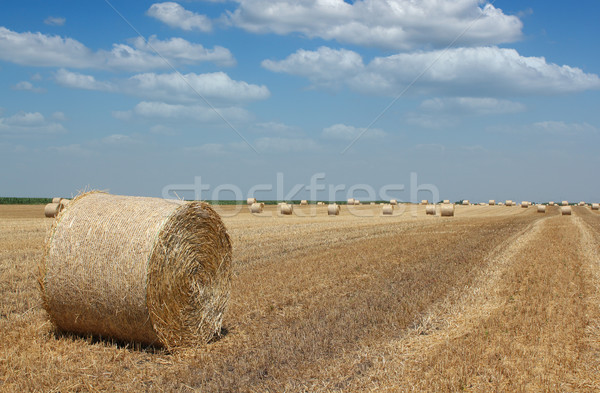 field with straw bale agriculture industry Stock photo © goce