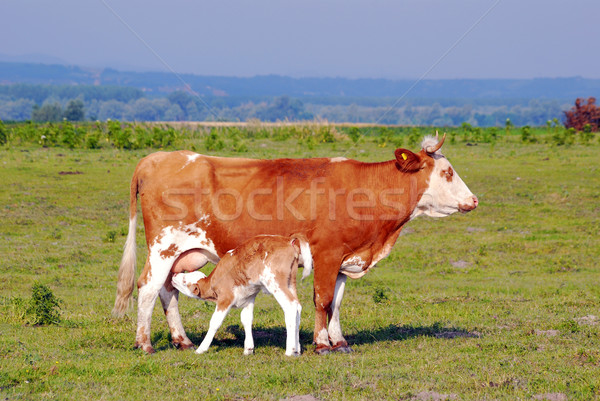 Stock photo: calf feeding with milk from cow