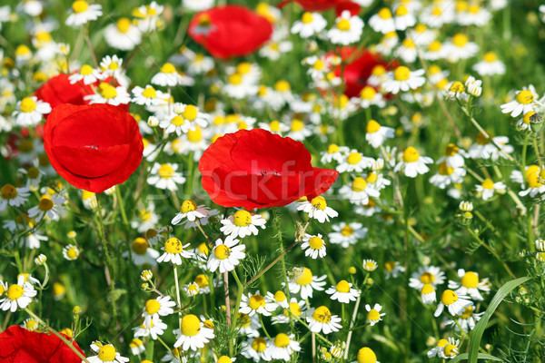 Amapola manzanilla flores silvestres primavera temporada naturaleza Foto stock © goce