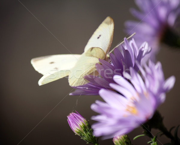 Stock photo: butterfly on flower nature scene