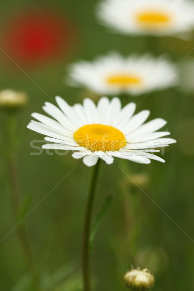 chamomile wild flower spring season Stock photo © goce