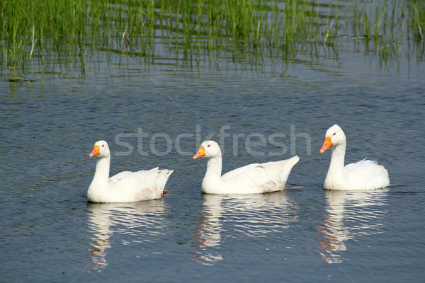 white gooses swimming Stock photo © goce