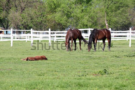 herd of horses in corral farm scene Stock photo © goce