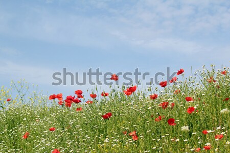 Stockfoto: Weide · voorjaar · seizoen · hemel · bloem