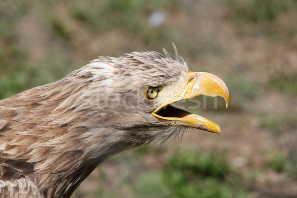 eagle screaming portrait Stock photo © goce