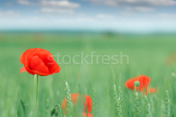 Amapola campo de flores primavera temporada cielo flor Foto stock © goce