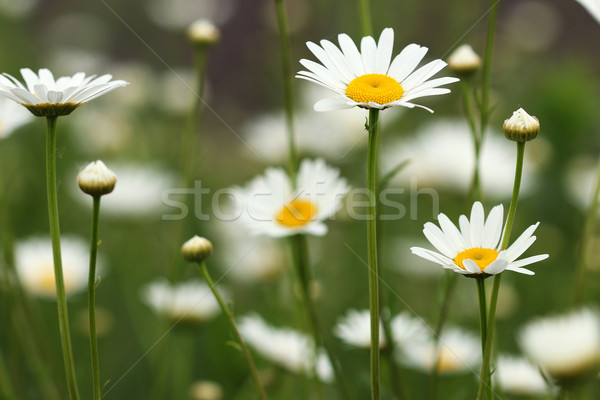 Blanco Daisy flores silvestres pradera primer plano primavera Foto stock © goce