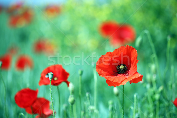 Stock fotó: Piros · pipacs · virág · közelkép · tavasz · évszak