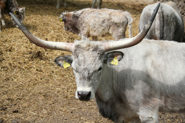 Kuh groß Hörner Bauernhof Rinder Stock foto © goce