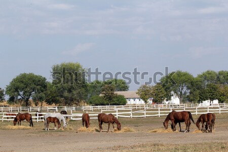 horses farm scene Stock photo © goce