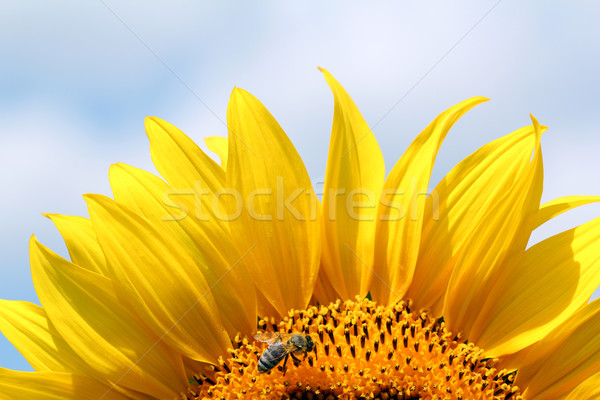 Bee подсолнечника лет сезон небе природы Сток-фото © goce