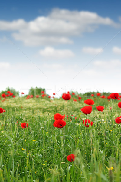 Rot Mohn Blume Wiese Frühling Jahreszeit Stock foto © goce