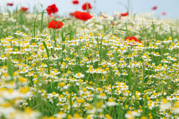 Foto stock: Abelhas · camomila · papoula · flor · prado · primavera