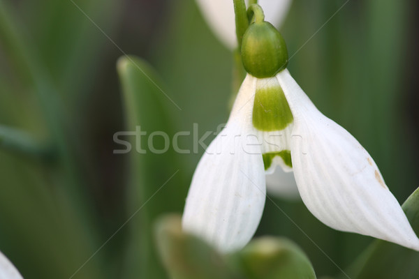 snowdrop close up nature background  Stock photo © goce