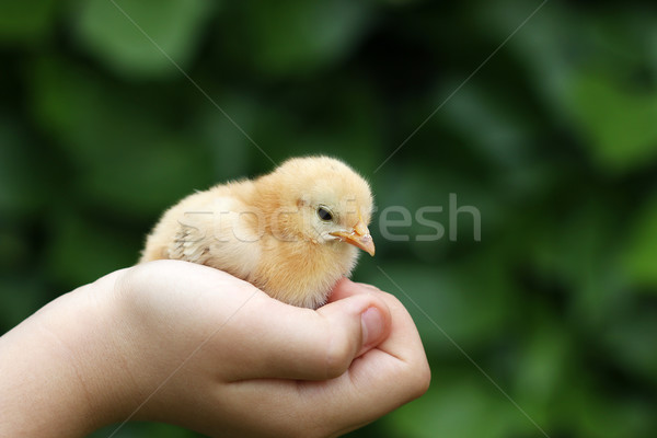 cute little yellow chicken in child hand Stock photo © goce
