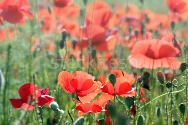 Stockfoto: Klaprozen · bloem · ochtend · voorjaar · seizoen · bloemen