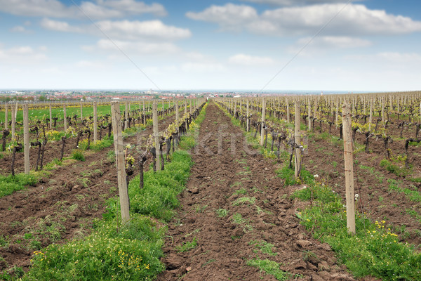 Vignoble paysage printemps saison agriculture vin Photo stock © goce