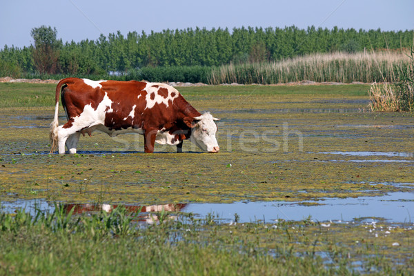 Vaca em pé água paisagem rio animal Foto stock © goce