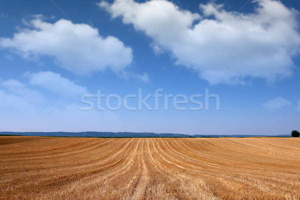 Field after mowing grain landscape summer season Stock photo © goce