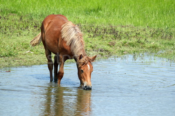 Pferd Trinkwasser Gras Natur trinken Bauernhof Stock foto © goce