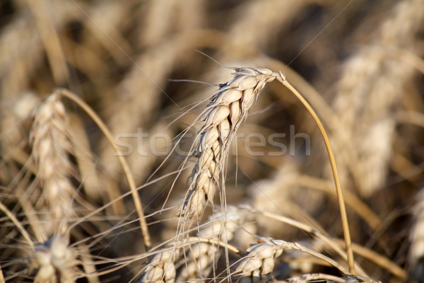 Weizen Natur Sommer Gold Anlage Stock foto © goce