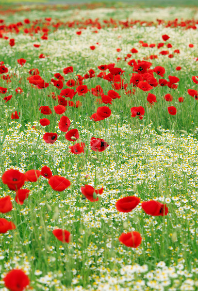Maku rumianek łące kwiat krajobraz Zdjęcia stock © goce