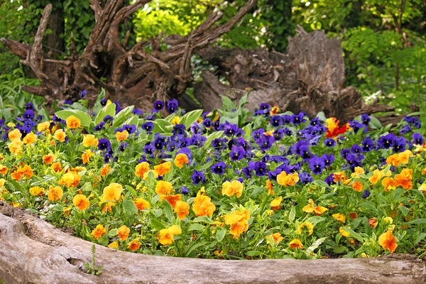pansy flower garden spring season Stock photo © goce