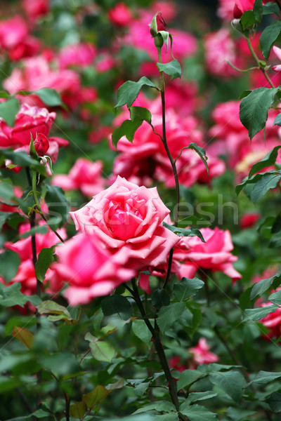 Rosas jardim primavera temporada flor folha Foto stock © goce