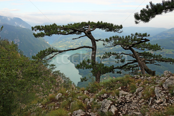 商業照片: 松樹 ·樹·山· 景觀 · 森林 · 夏天