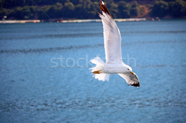 Gabbiano battenti mare natura Ocean volare Foto d'archivio © goce