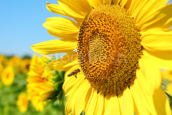 Сток-фото: лет · сцена · Bee · подсолнечника · природы · зеленый