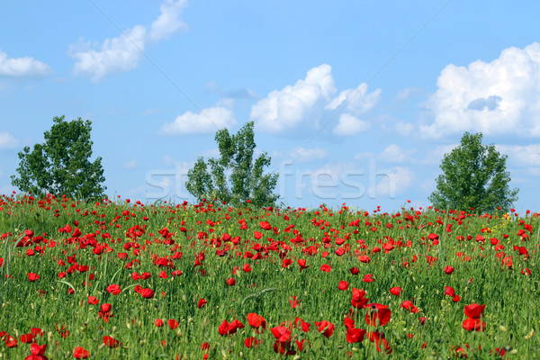 Stock photo: poppies flower trees and blue sky landscape