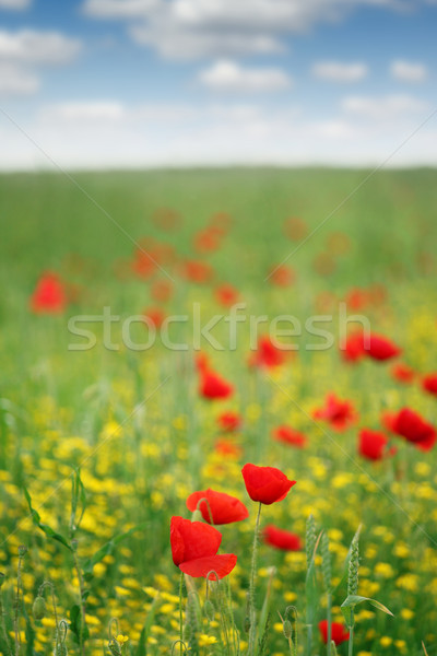 poppy flower meadow spring season Stock photo © goce