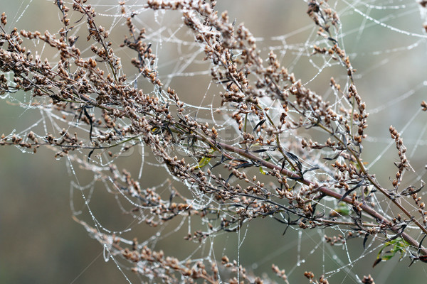 Ramo spider ragnatela rugiada gocce primo piano Foto d'archivio © goce