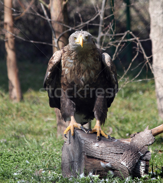 European white tailed eagle wildlife scene Stock photo © goce