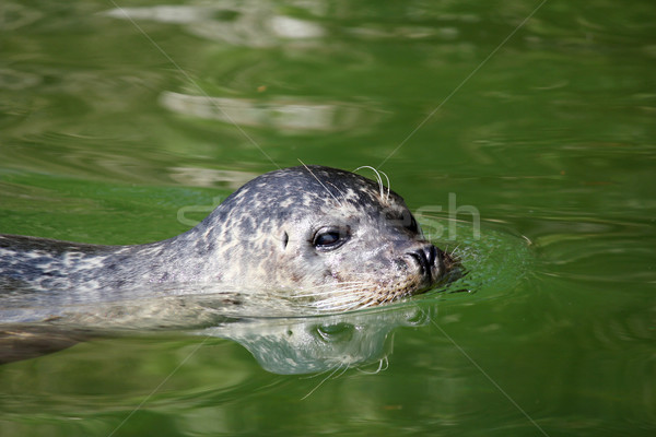 Siegel aquatischen säugetier Schwimmen Tierwelt Szene Stock foto © goce
