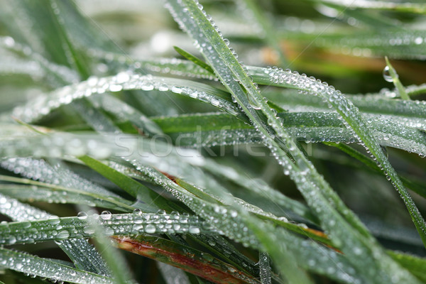 morning dew drops on green grass macro Stock photo © goce