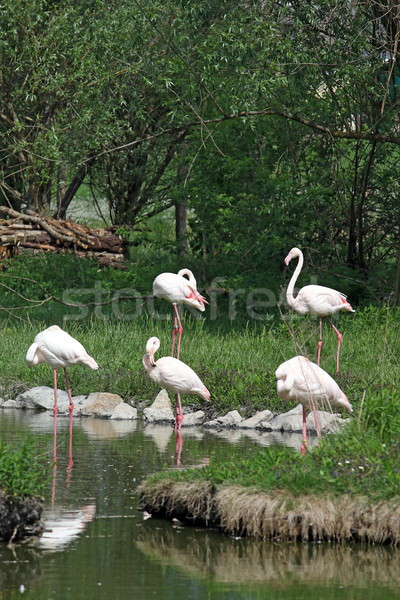 flock of flamingos standing in water near trees Stock photo © goce