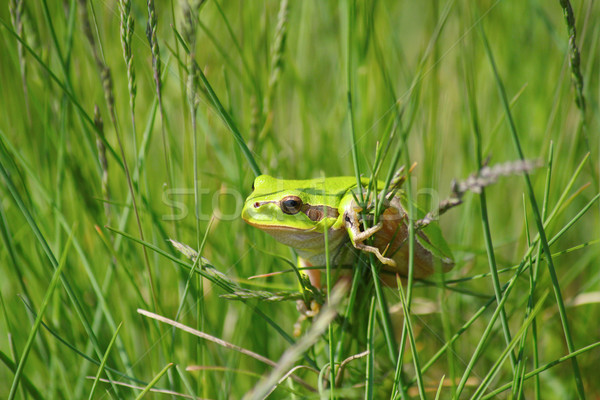 green tree frog Stock photo © goce
