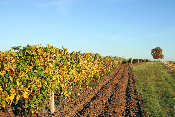 Weinberg Herbstsaison Landschaft Natur Obst grünen Stock foto © goce