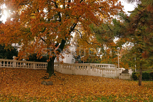 Baum farbenreich Blätter Park Herbstsaison Wald Stock foto © goce