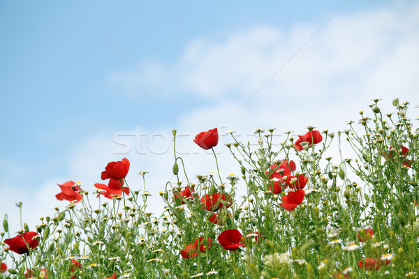 red poppy flowers spring season Stock photo © goce