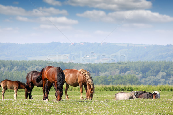 Сток-фото: лошадей · пастбище · небе · лошади · пейзаж